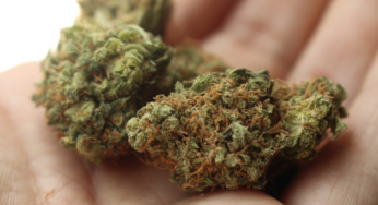 Marihuana a pozitiva