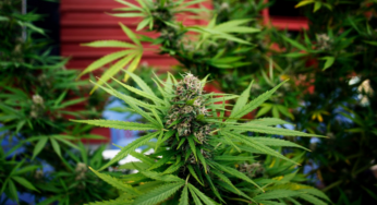 Marihuana a její negativa